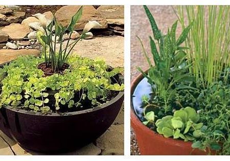 Un spectacol de plante intr-o mini-gradina cu apa